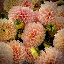 Image result for Dahlia sp. (cultivar)