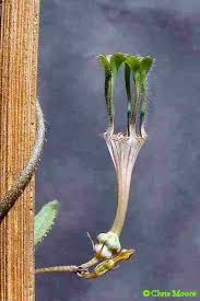 Image result for Ceropegia rendallii
