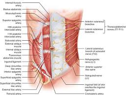 Image result for Umbilicus