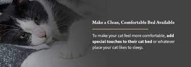 We did not find results for: Is My Cat Dying Learn The Signs How To Comfort Say Goodbye