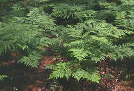 Image result for Pteridium aquilinum