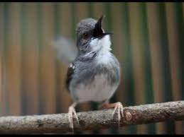 Disamping memperkaya variasi suara burung kicau juga bisa melatih agar burung kita semakin gacor dan mempunyai suara ciblek kristal yang bagus dan enak didengar. 15 Cara Budidaya Burung Ciblek Kristal Dengan Mudah Arenahewan Com
