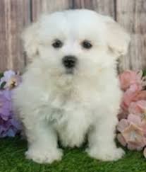 The maltipoo is a maltese poodle mix. Maltipoo White Dog Breeds
