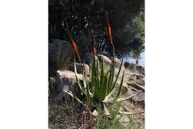 Image result for Aloe haroniensis