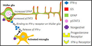 Müller cells are the principal glial cells of the retina, assuming many of the functions carried out by astrocytes, oligodendrocytes and ependymal cells in other cns regions. Microglial Induced Muller Cell Gliosis Is Attenuated By Progesterone In A Mouse Model Of Retinitis Pigmentosa Roche 2018 Glia Wiley Online Library
