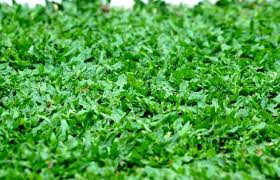 Gajah mini menjadi jenis rumput yang paling banyak dipilih untuk taman. Pin Di Garden