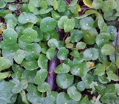 Image result for Hydrocotyle bonariensis