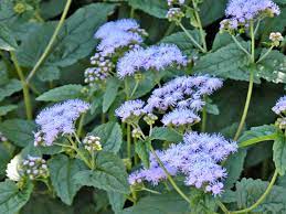 Nice long stems make these the perfect flowers for cutting and putting in to live flower bouquets. 10 Tall Annual Flowers That Make A Strong Impact
