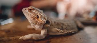 Some dragons are actually very good swimmers. Your Bearded Dragon Pet Primer