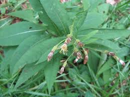 Image result for Solanecio cydoniifolius