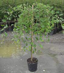 Weeping willow trees have many of the classic willow tree characteristics, but they are different in some ways as well. Buy Dwarf Weeping Willow Tree Online From Uk Supplier Of Garden Ornamental Trees