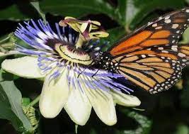 Blue Crown Passion Flower Seeds Aka Passion Vine Passiflora Caerulea The Flowers Are White With A White An Passion Vine Passion Flower Monarch Butterfly