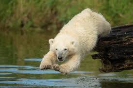 Polar Bears Live In The Arctic Near The North Pole Pin On From North Pole To South Pole