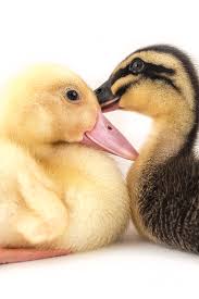 Download this american pekin duckling photo now. American Pekin Duckling Photograph By Ezume Images