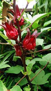 喝洛神花茶好處多 除了好喝之外也可能會降低血壓和血糖 roselle plant hibiscus hibiscus plant