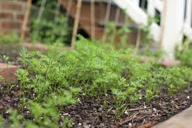 If you thin too late, overdeveloped roots can cause damage to the remaining seedlings during the thinning process. How To Thin Carrots In The Home Garden Lady Lee S Home