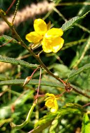 Image result for Chamaecrista mimosoides