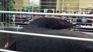 Bringing the viewer up on par with the very latest ll code. Black Dragon Varanus