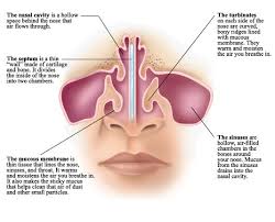 Understanding Nasal Anatomy Inside View Articles Sinus Infection Symptoms Nasal Cavity Sinus Headache