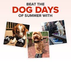 The dog crocs are perfect walks over rough terrain that would normally bother your. Crocs Now This Is A Dog Gone Good Sale 25 Off Sitewide Milled