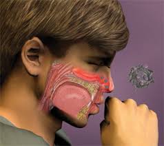 Rhinovirus, a group of viruses capable of causing common colds in human adults and children. Catching The Cold The Scientist Magazine