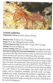 Do peppermint shrimp eat coral? Differences Between Peppermint Shrimp And Camelback Shrimp Saltwaterfish Com Forums For Fish Lovers