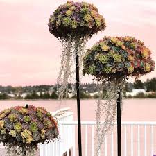 Succulent plants come in many different varieties, so you have plenty to choose from. Pin On Oh My Succulents