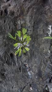 Image result for Actiniopteris semiflabellata