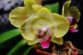 The classic rose shape is a flower head made up of compact petals that open out to create the famous flowers. Phalaenopsis Is The Scientific Name For This Canary Yellow Orchid With A Pink Purple Center Lip Orchids Yellow Orchid Moth Orchid