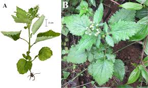 Image result for Dichrocephala