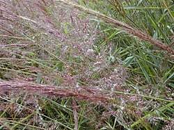 Image result for Melinis macrochaeta