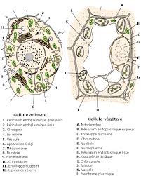 Structure En Microscopie Electronique D Cellule Animale Biologie Cellulaire Biologie Vegetale