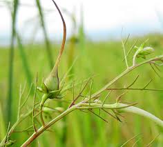 Image result for Cycnium recurvum