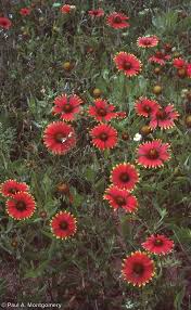 Image result for Bonatea pulchella