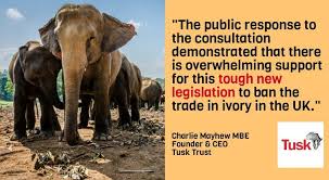 See ivory for more information. Elephant Ivory Zoos And Extinction In The Age Of Imperialism 1870s 1940s Mpiwg