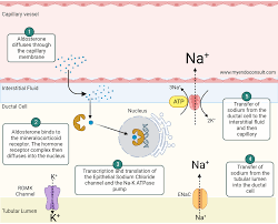Image result for Aldosterone