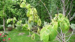 All four colors will be present for several weeks. Redbud Rising Sun Wilting Problem