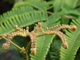 Image result for Pteris linearis