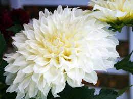 White Dahlia Average Vase Life Of 5 Days Year Round Availability Represents Dignity Forever Thine Elegance Dream Garden Flowers White Dahlias Dahlia