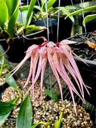 Image result for Bulbophyllum josephi