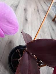 Image result for puklice na orchideích obrázek