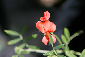 Image result for Indigofera demissa