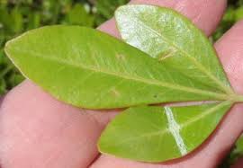 Image result for Searsia lucida