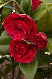 Bella Rossa Camellia Abundant Four Inch Crimson Red Blooms Open Over A Long Bloom Season Full Shade To Partial Shade Flowers Shade Flowers Flower Planters