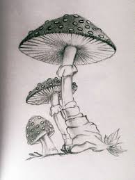 15 Mushroom Pencil Drawing Mushroom Drawing Pencil Art Drawings Drawings