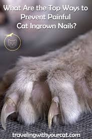 However, in severe cases, people may need a small medical procedure to treat an. What Are The Top Ways To Prevent Painful Cat Ingrown Nails Ingrown Nail Cat Ages Senior Cat