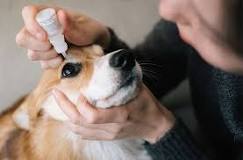Image result