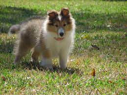We did not find results for: Oh Why Hello There Little 10 Month Old Sheltie Puppy Sheltie Puppy Sheep Dog Puppy Shetland Sheepdog Puppies