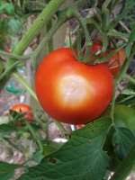 When the stem end of a tomato remains green or yellowish, it is aptly called green shoulders. this is different from tomatoes that merely haven't finished ripening. Why Are My Tomatoes Deformed Common Causes Fixes Greenupside