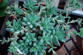 Now located at new address: Succulents Bellefontaine Nursery